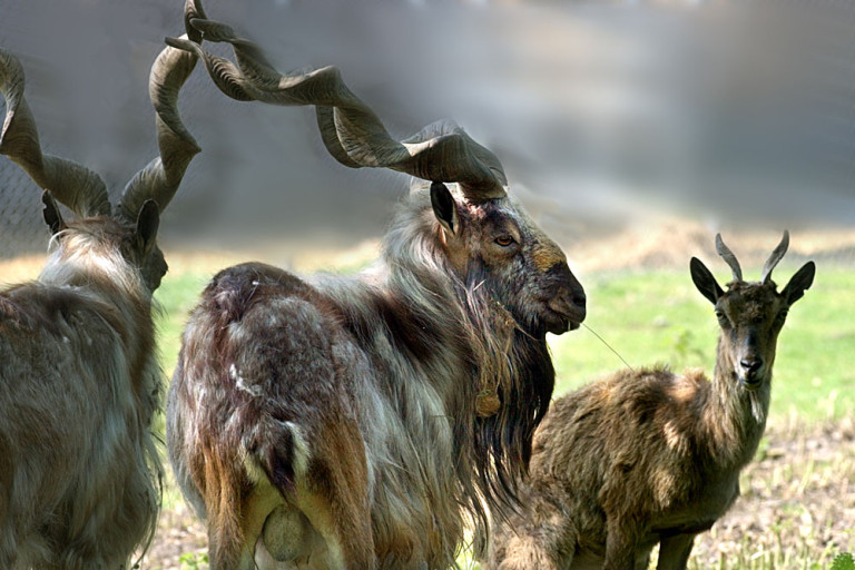 Markhor